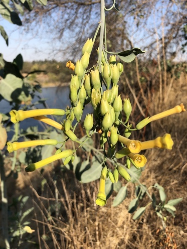 Tree tobacco (Nicotiana glauca)