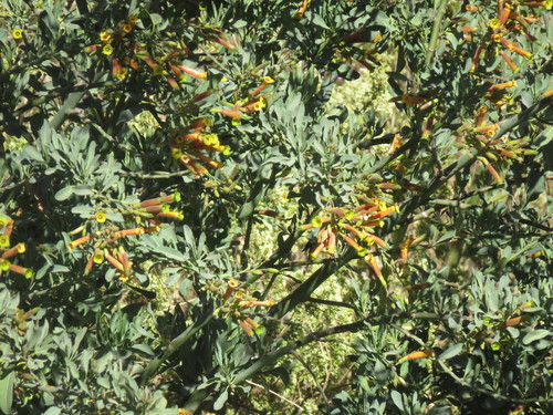 Tree tobacco (Nicotiana glauca)
