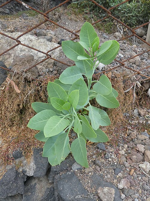 Tree tobacco: Nicotiana glauca , San Andrés y Sauces