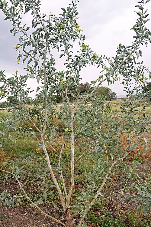 Tree tobacco: Nicotiana glauca , plant with flowers and fruit; naturalised weed, between Ventersdorp and Klerksdorp, North West, South Africa