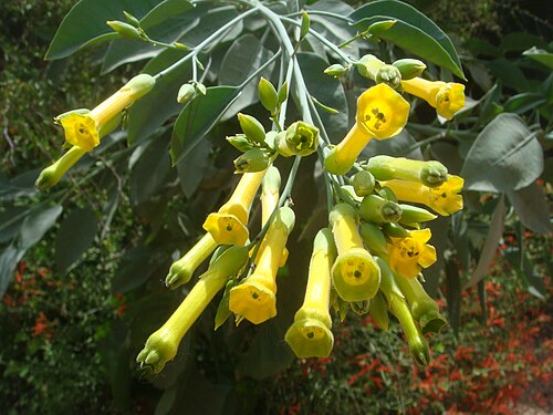 Tree tobacco: Nicotiana glauca , Desert Botanical Garden, Phoenix, Arizona