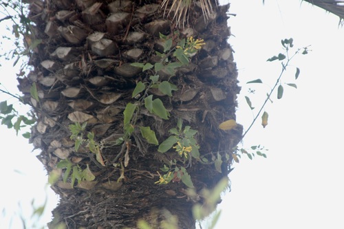 Tree tobacco (Nicotiana glauca)