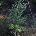 Tree tobacco (Nicotiana glauca)