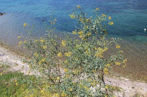 Tree tobacco (Nicotiana glauca)