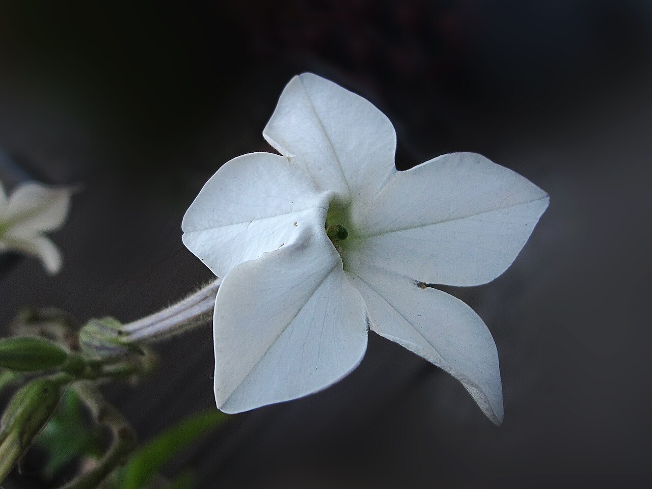 Longflower tobacco: Las flores son bisexuales, la corola posee un tubo que mide entre 4 y 12 cm, con limbo de entre 2 y 2,5 cm de diámetro. duran entre tres o cuatro días y estan c