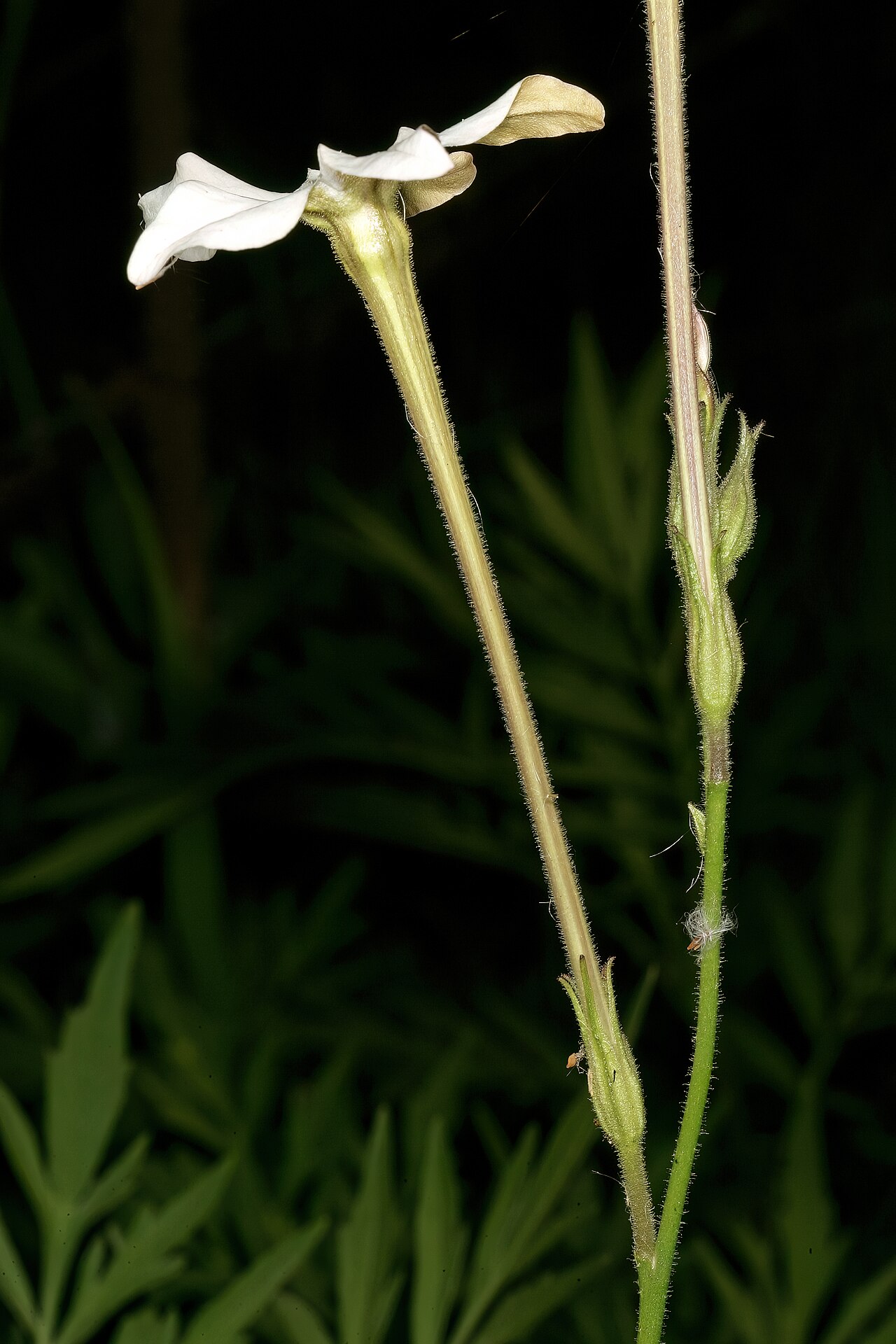 Longflower tobacco: Nicotiana longiflora , flowers (early evening when they open); naturalised alien weed, garden near Wolmaransstad, North West, South Africa