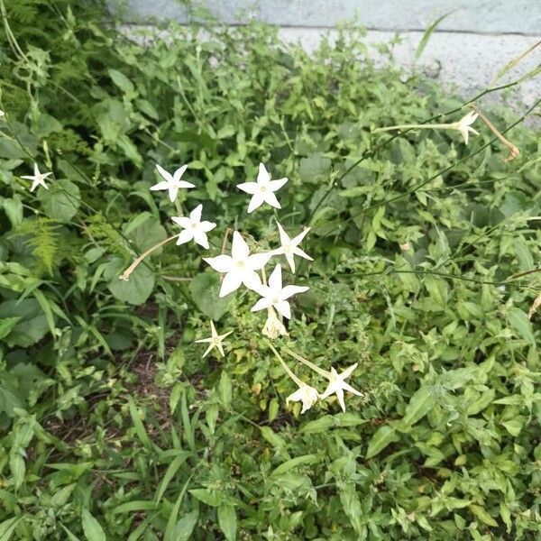 Longflower tobacco (Nicotiana longiflora)