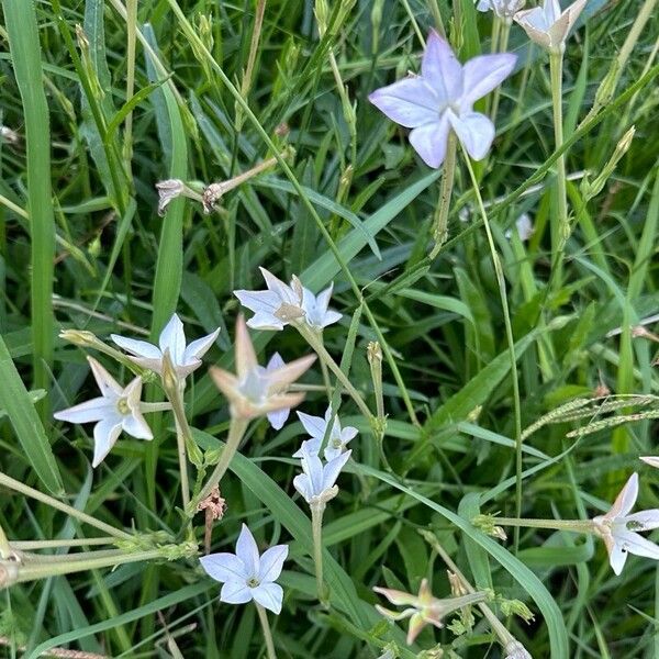 Longflower tobacco (Nicotiana longiflora)