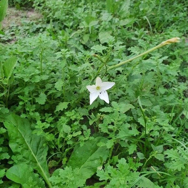 Longflower tobacco (Nicotiana longiflora)