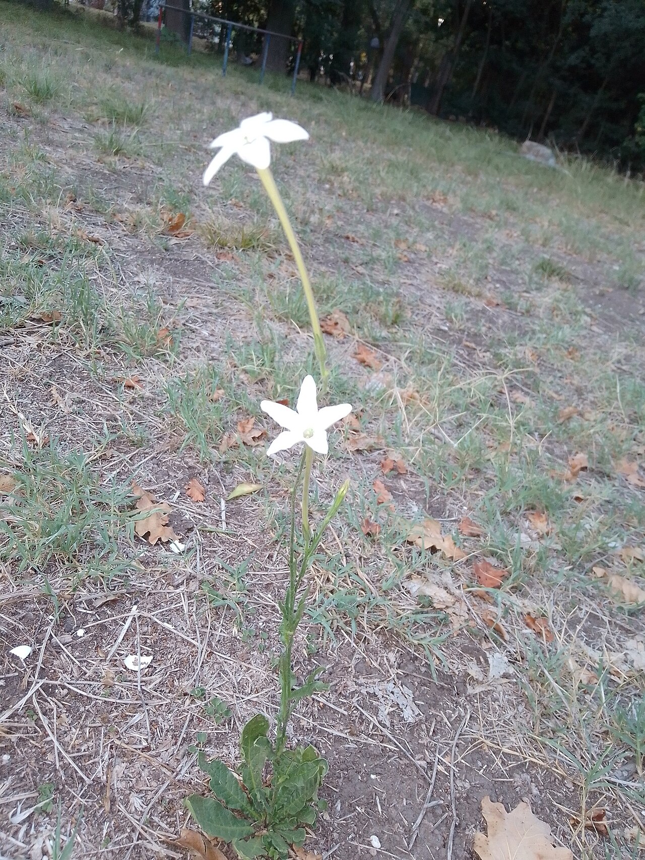 Longflower tobacco: long-flower tobacco