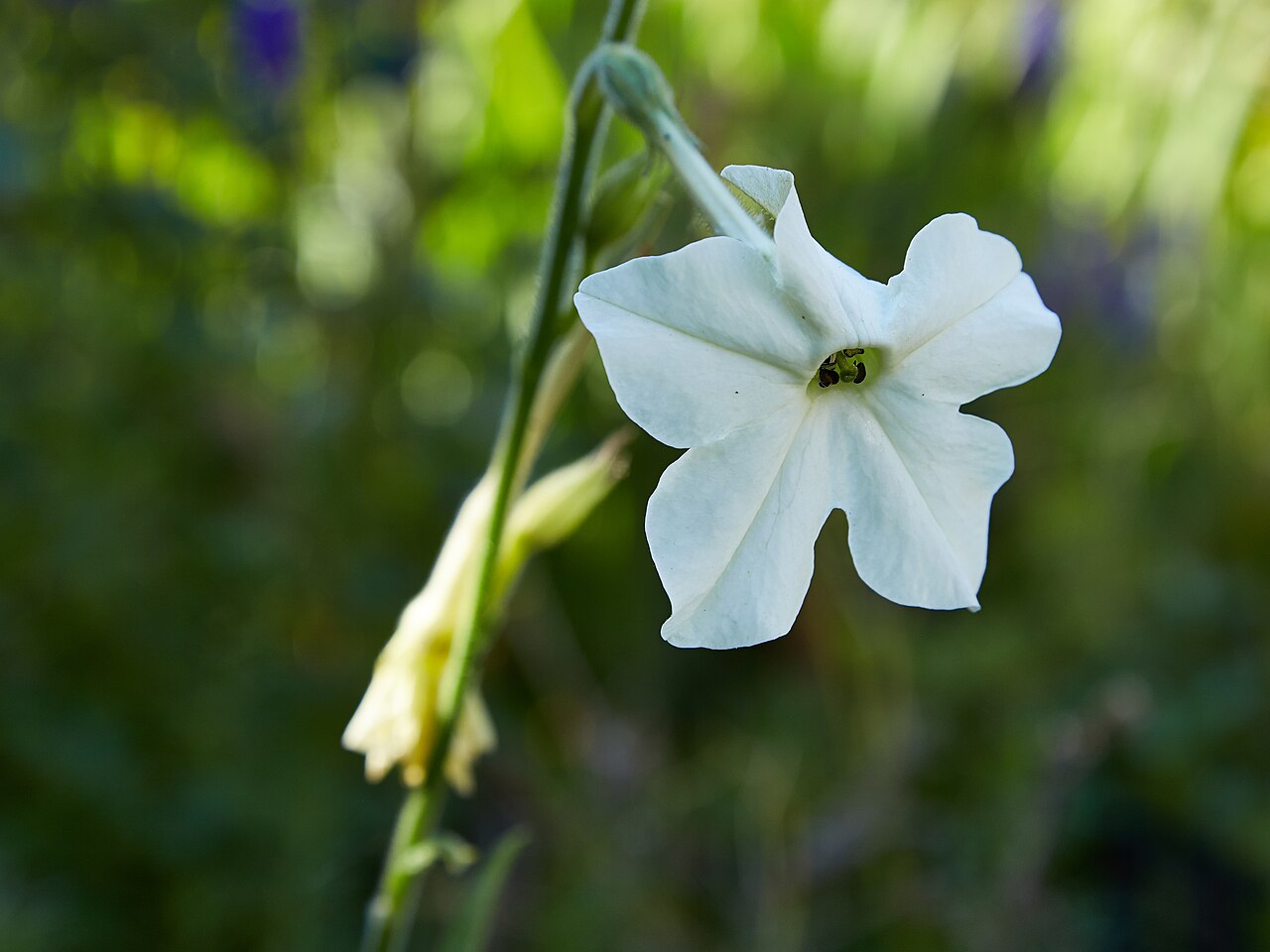 Longflower tobacco: Nicotiana longiflora