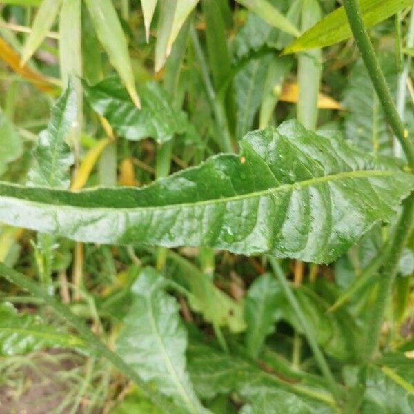 Longflower tobacco (Nicotiana longiflora)