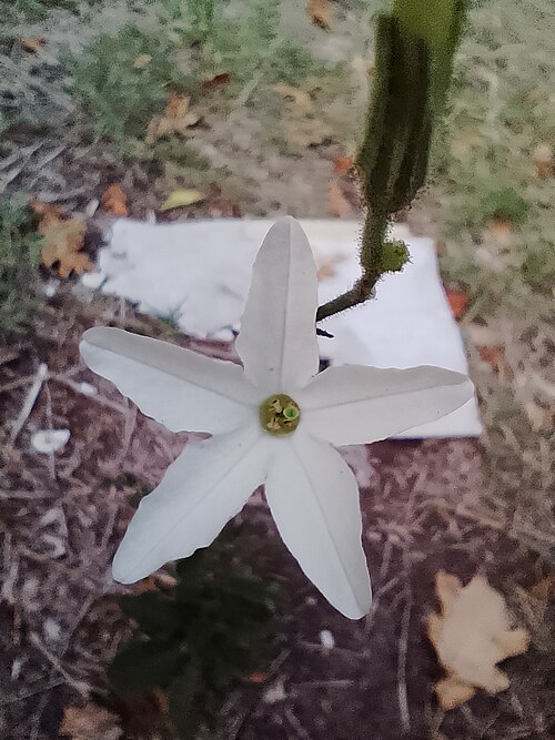 Longflower tobacco: long-flower tobacco