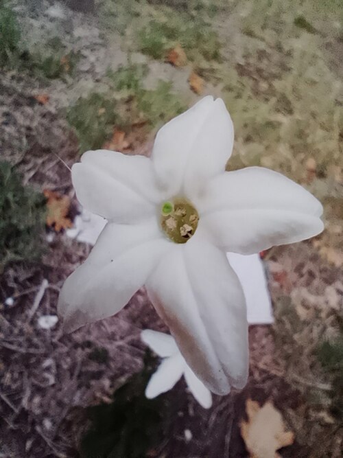 Longflower tobacco: Nicotiana longiflora