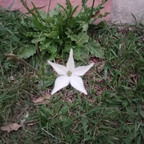 Longflower tobacco (Nicotiana longiflora)