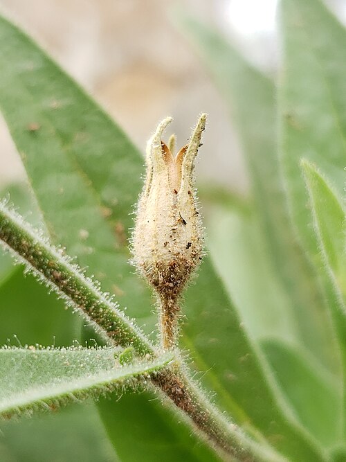 Desert tobacco: Desert tobacco ( Nicotiana obtusifolia ) in the United States