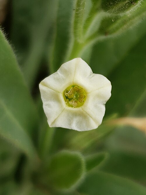 Desert tobacco: Desert tobacco ( Nicotiana obtusifolia ) in the United States