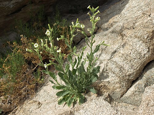 Desert tobacco: desert tobacco, Nicotiana obtusifolia, White Mountains, elevation 1595 m