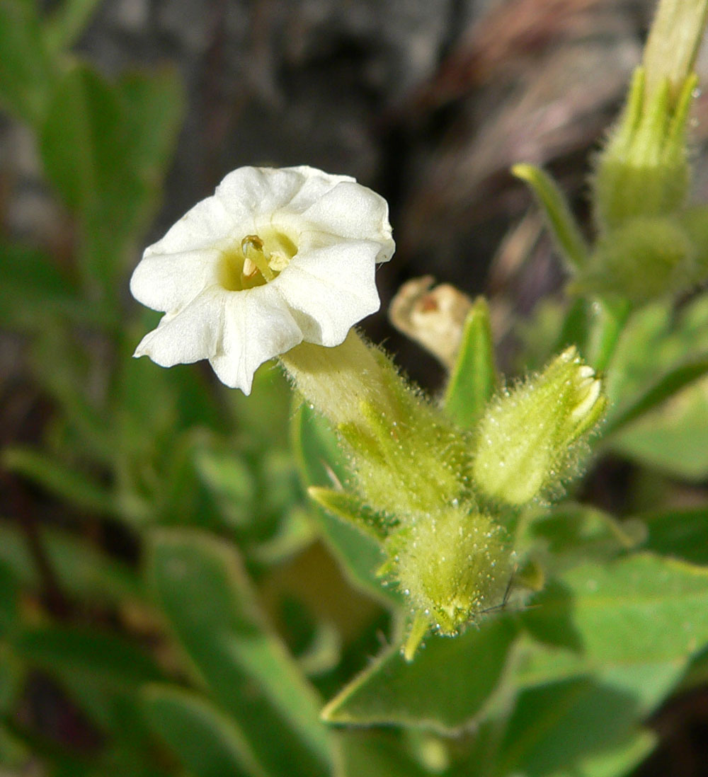 Desert tobacco: Nicotiana obtusifolia — desert tobacco. In the Mojave Desert , at the west end of Cheyenne Ave, Las Vegas, Nevada (Lone Mountain area).