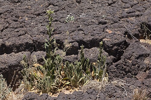 Desert tobacco: Nicotiana obtusifolia , northwestern edge of Aden Malpais, 32.103 -107.022, Doña Ana County, New Mexico, 25 Mar 2016.