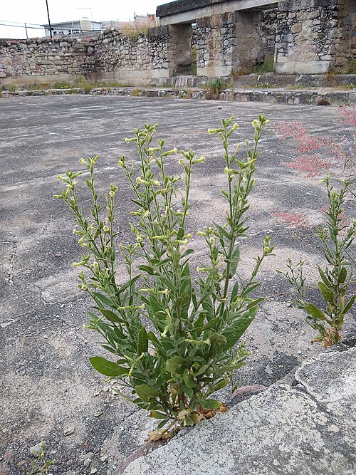 Desert tobacco: Mitla- Arroyo group- Nicotiana obtusifolia plant in flower at archaeological site- nowhere else were they found growing in this region than archaeological sites