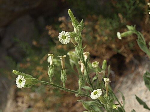 Desert tobacco: desert tobacco, Nicotiana obtusifolia, White Mountains, elevation 1595 m