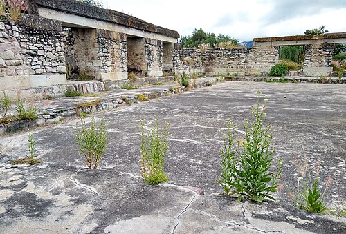 Desert tobacco: Mitla- Arroyo group- Nicotiana obtusifolia plants growing out of cracks in archaeological site- nowhere else were they found growing in this region than archaeo
