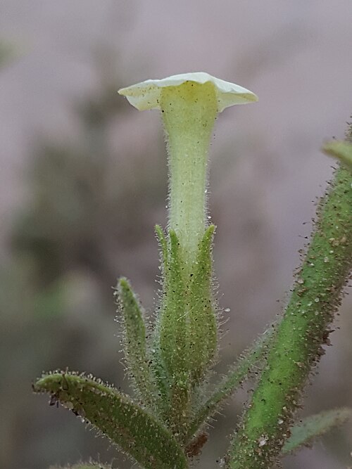 Desert tobacco: Desert tobacco ( Nicotiana obtusifolia ) in the United States