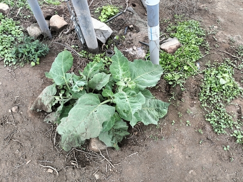 Tobacco (Nicotiana paniculata)