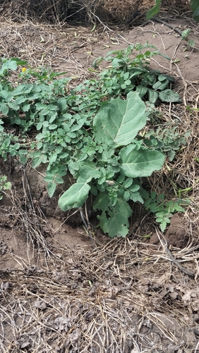 Tobacco (Nicotiana paniculata)