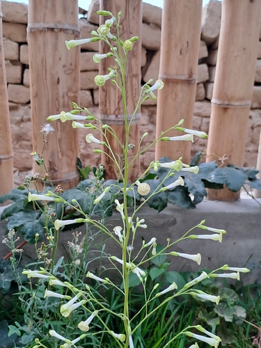 Tobacco (Nicotiana paniculata)