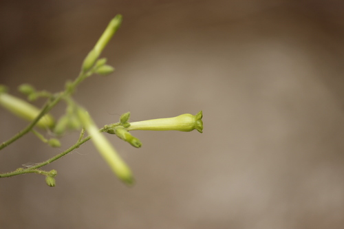 Tobacco (Nicotiana paniculata)
