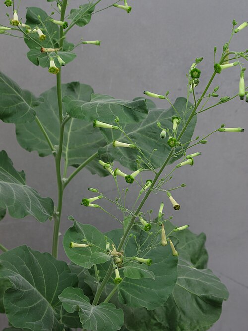 Tobacco: cultivated, Biological Sciences greenhouse, Florida International University, Miami, Florida, USA.