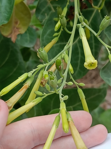 Tobacco (Nicotiana paniculata)