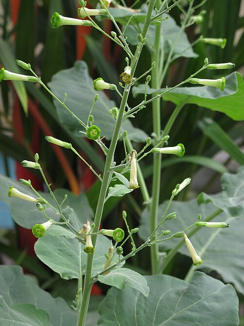 Tobacco: Nicotiana paniculata cultivated, Biological Sciences greenhouse, Florida International University, Miami, Florida, USA.