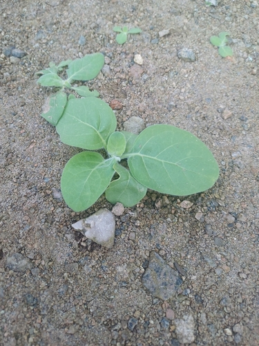 Tobacco (Nicotiana paniculata)