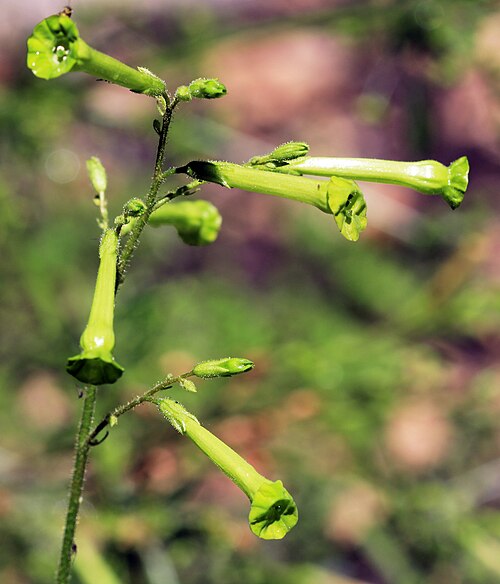 Tobacco: Flowers of plant Nicotiana paniculata from the Botanical Gardens of Charles University , Prague , Czech Republic