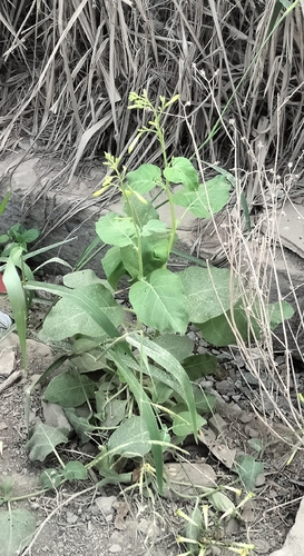 Tobacco (Nicotiana paniculata)