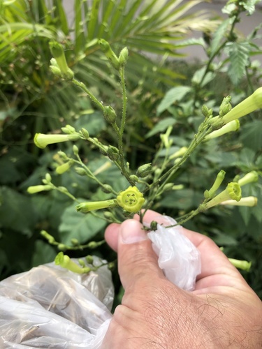 Tobacco (Nicotiana paniculata)