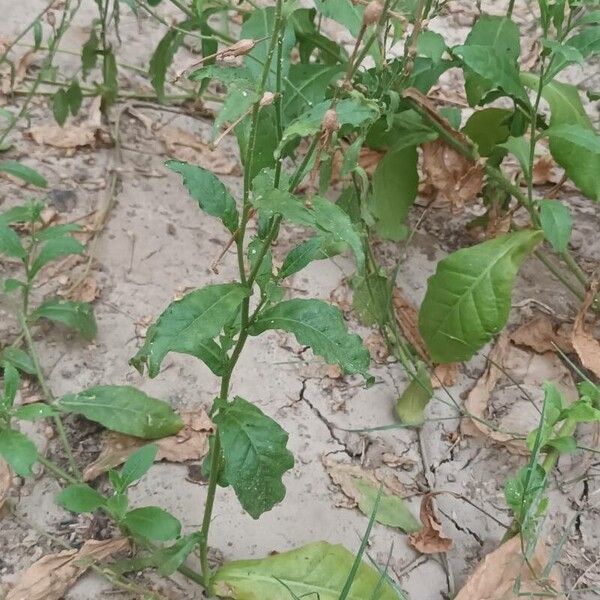Tex-Mex tobacco (Nicotiana plumbaginifolia)