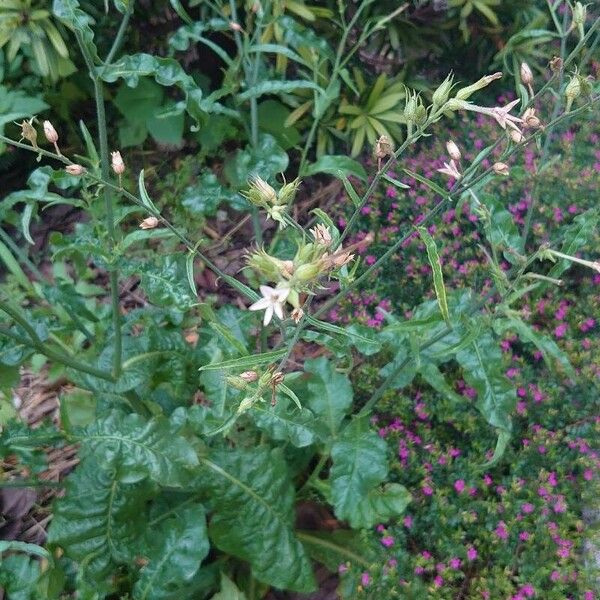 Tex-Mex tobacco (Nicotiana plumbaginifolia)