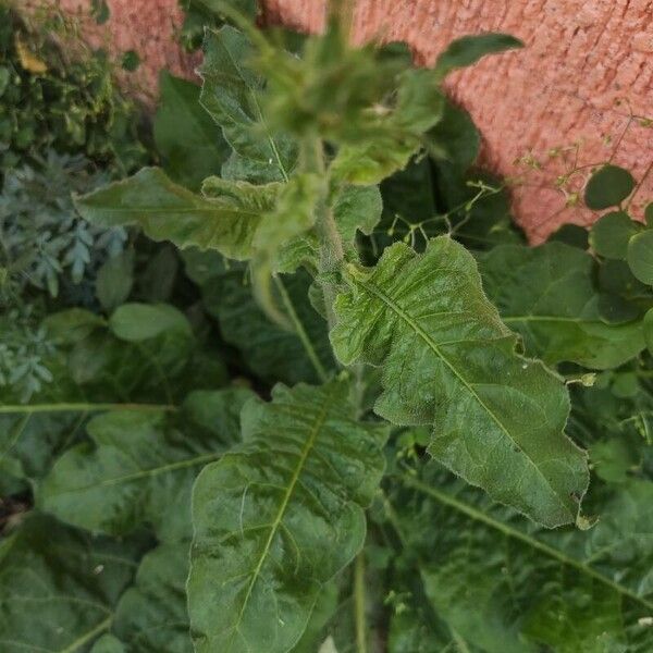 Tex-Mex tobacco (Nicotiana plumbaginifolia)