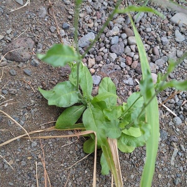 Tex-Mex tobacco (Nicotiana plumbaginifolia)