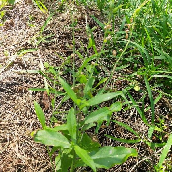 Tex-Mex tobacco (Nicotiana plumbaginifolia)