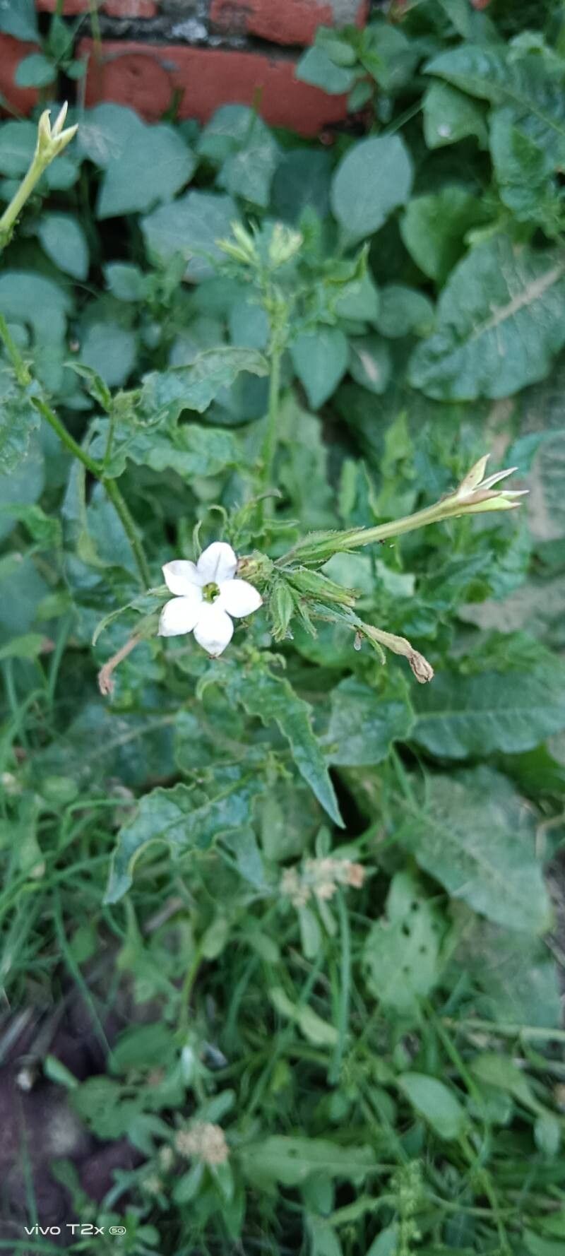 Tex-Mex tobacco (Nicotiana plumbaginifolia)