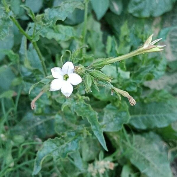 Tex-Mex tobacco (Nicotiana plumbaginifolia)