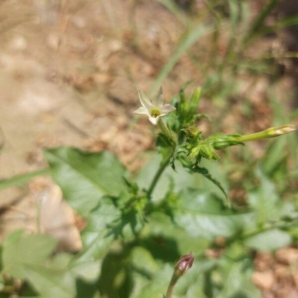 Tex-Mex tobacco (Nicotiana plumbaginifolia)