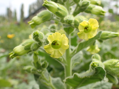 Aztec tobacco (Nicotiana rustica)
