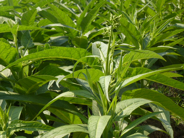 Aztec tobacco: Nicotiana rustica plant in Quảng Xương, Thanh Hóa, Vietnam