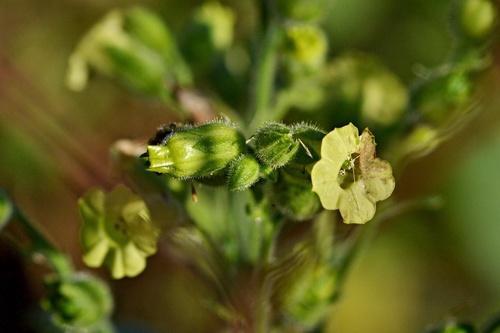 Aztec tobacco (Nicotiana rustica)
